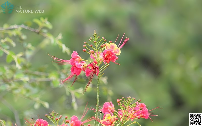 Peacock Flower